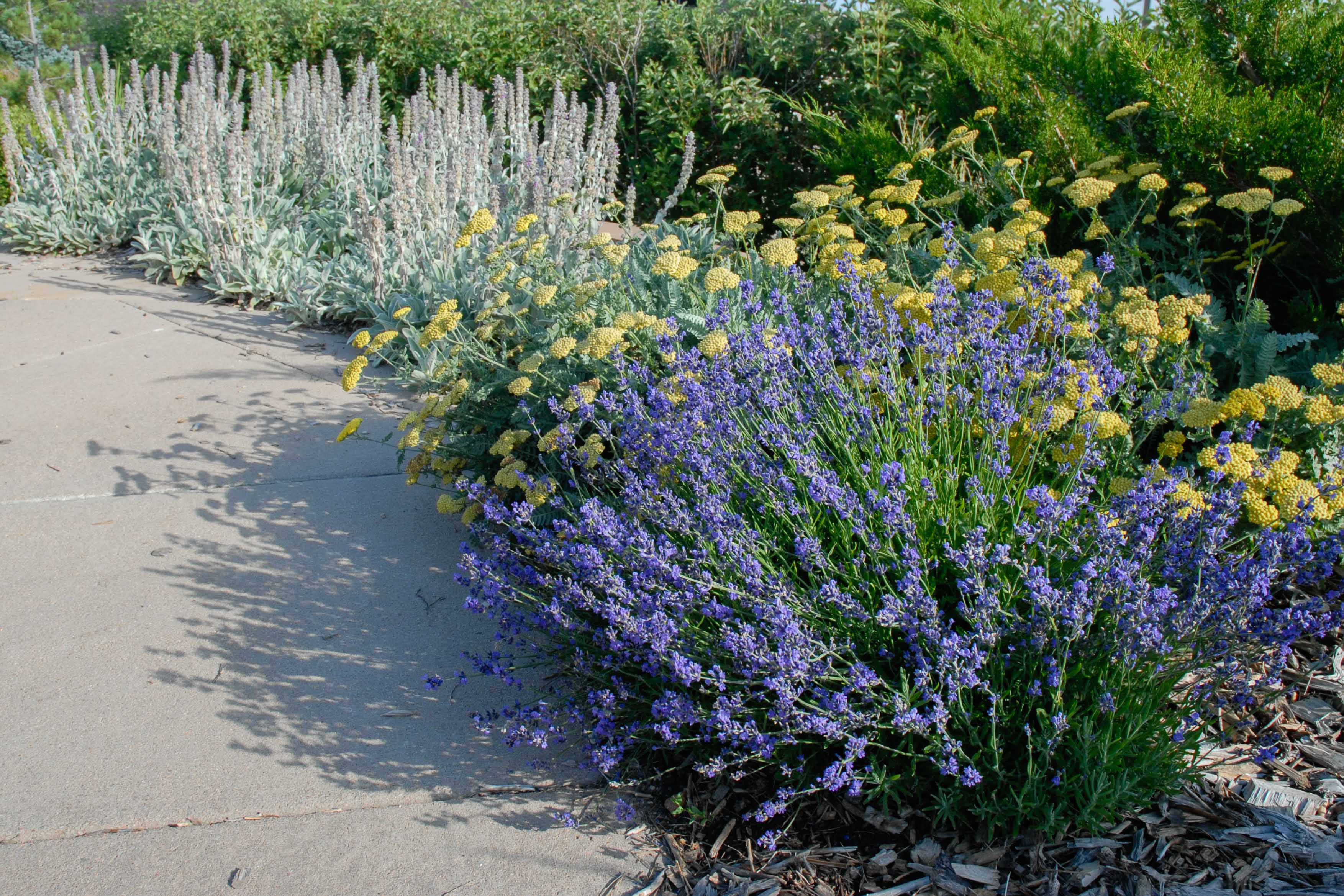 Cottonwood Creek Garden